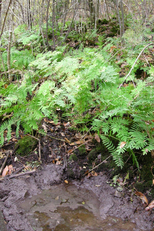 Osmunda regalis / Osmunda regale